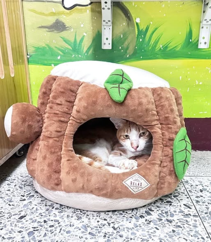 犬、貓也怕冷｜清晨深夜加強保暖　苗栗動保園區強化冬季照護、鼓勵認養