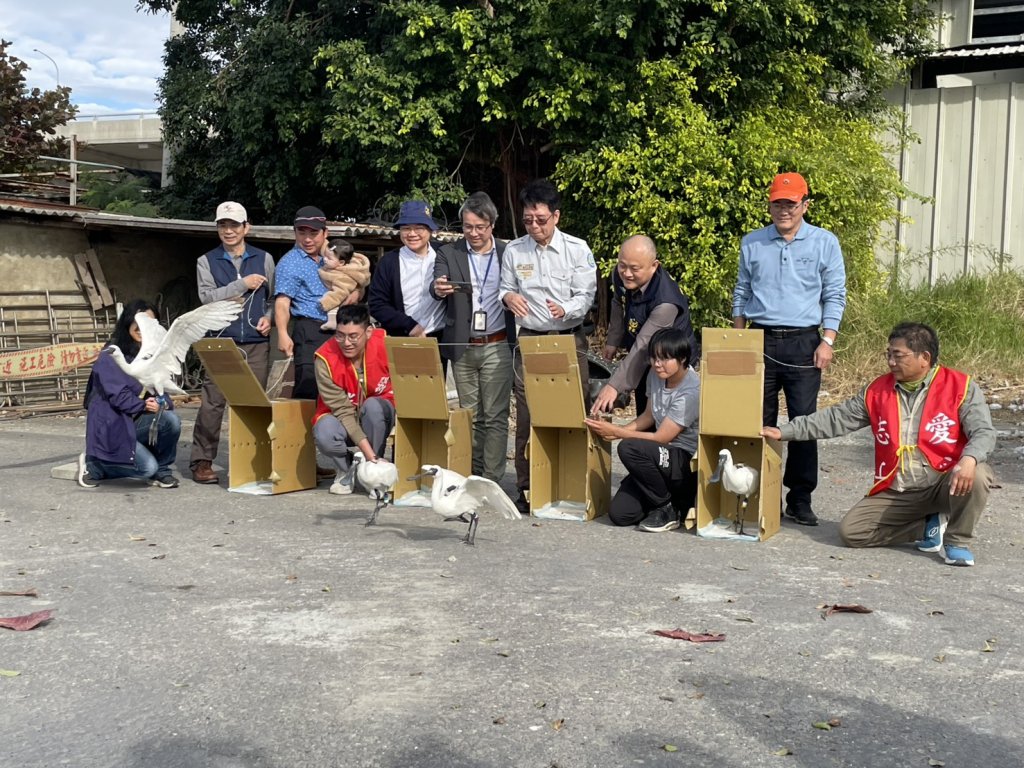 W31~34傷癒四隻黑琵野放了 農業局在農曆年前，親自祝福黑琵展翅翱翔