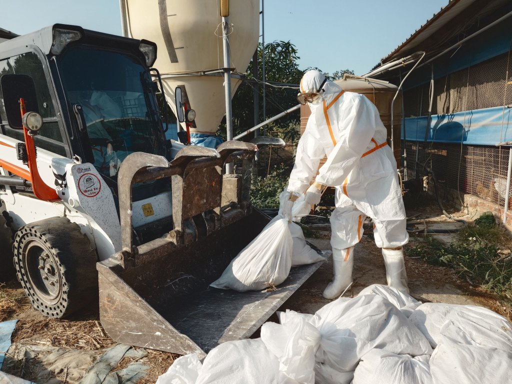 南市蛋中雞場確診禽流感 動保處呼籲養禽業者落實生物安全