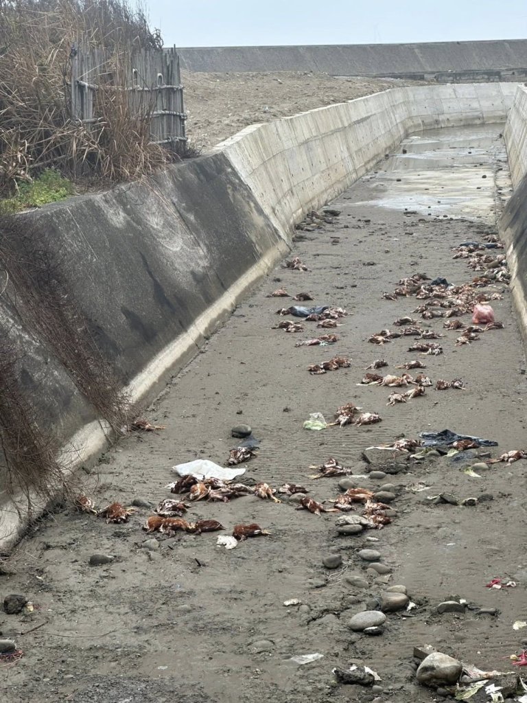 後龍外埔大排發現非法棄置斃死雞｜苗栗動防所完成清運消毒並啟動防疫監測