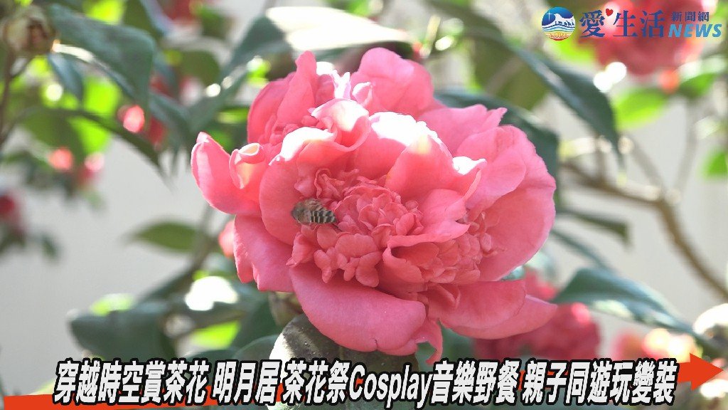 穿越時空賞茶花 明月居茶花祭浪漫登場 親子同遊玩變裝享受音樂藝術