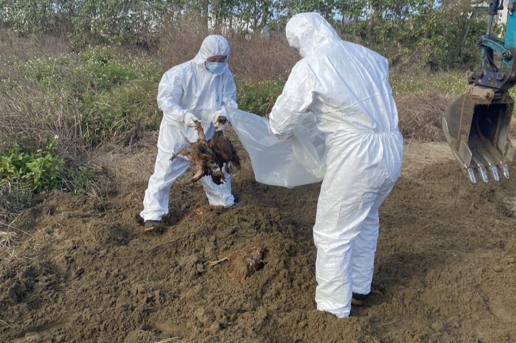 後龍外埔掩埋千隻斃死雞｜鍾東錦震怒：以刑案偵辦、重罰到底