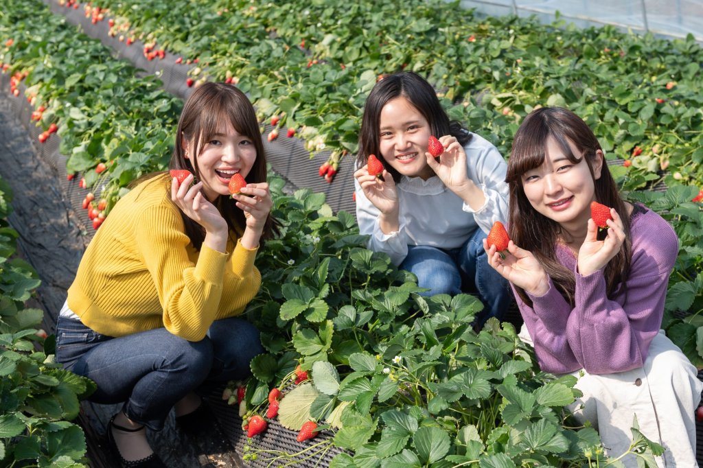 追雪不必只去北海道！   冬遊栃木浪漫三部曲 雪洞祭、千年古湯、草莓採摘體驗夢幻銀白世界