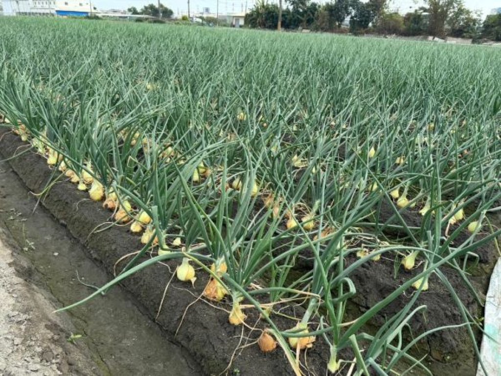 高雄林園新鮮洋蔥正式上市  大球洋蔥鮮甜可口 即日起開放訂購