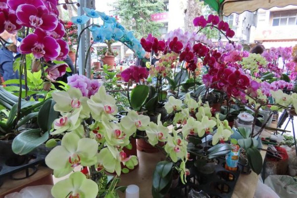  迎春賞花添年味　2026金馬奔騰迎春花市暨花展　勞工公園熱鬧登場