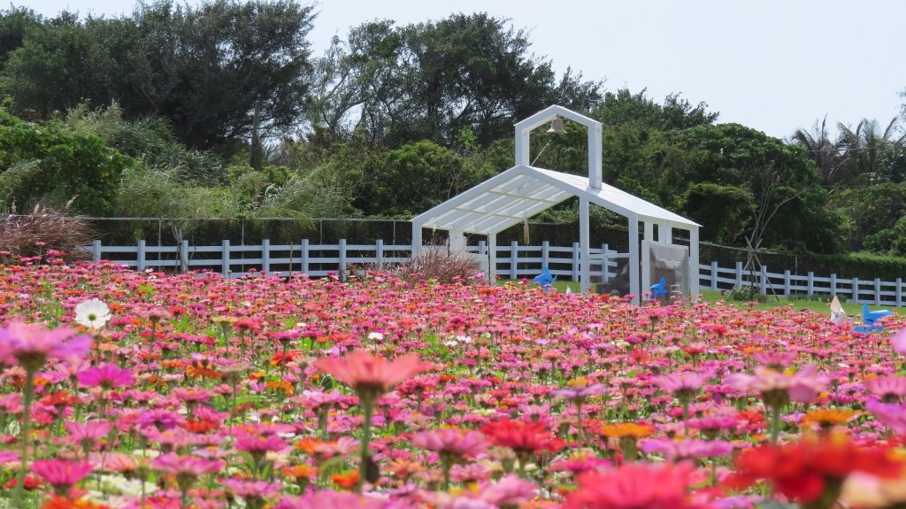 馬年春回花蓮│市區走春賞花正當時