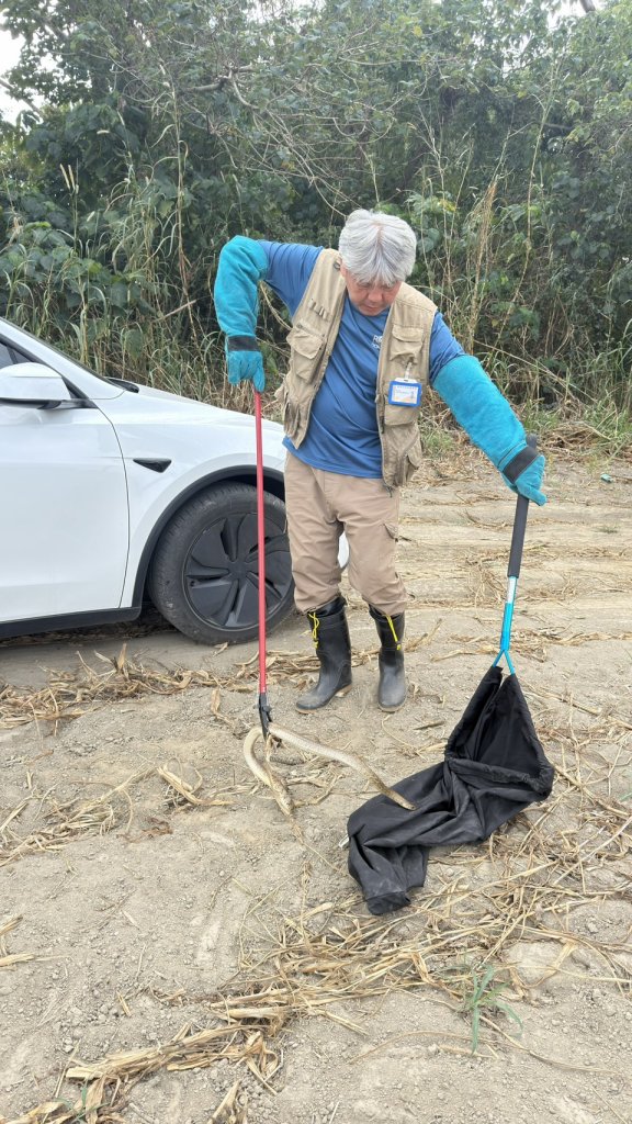 臺南市農業局捕蜂捉蛇全年無休 守護市民生命安全