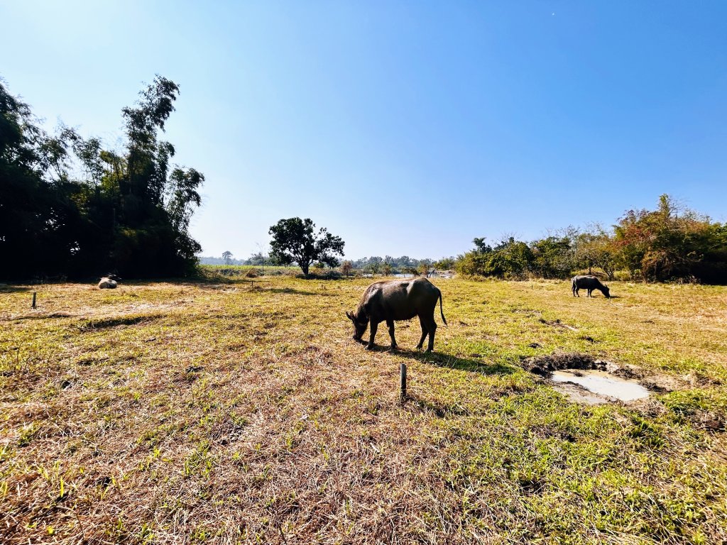 春節連節 歡迎民眾來老牛的家園區踏青趣