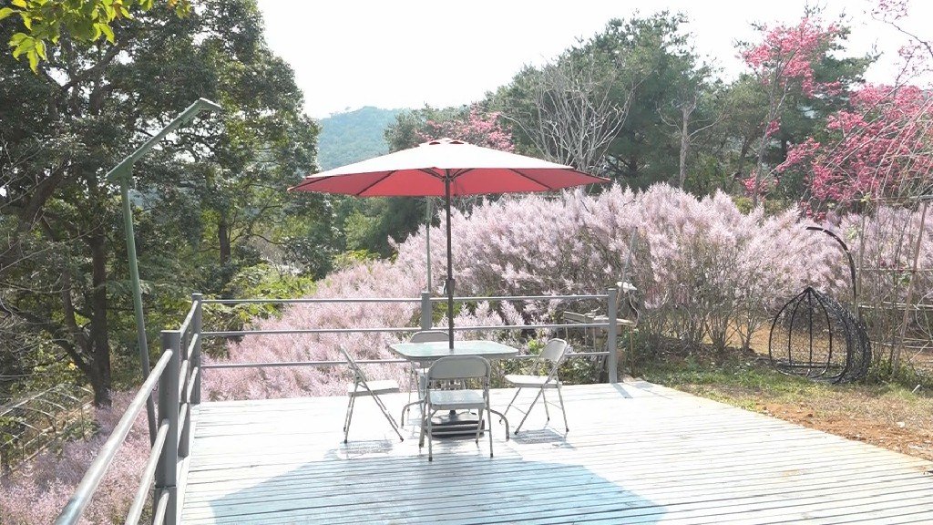 櫻花鳥森林櫻花季登場 八重櫻、香水櫻齊放 麝香木花海成最美焦點