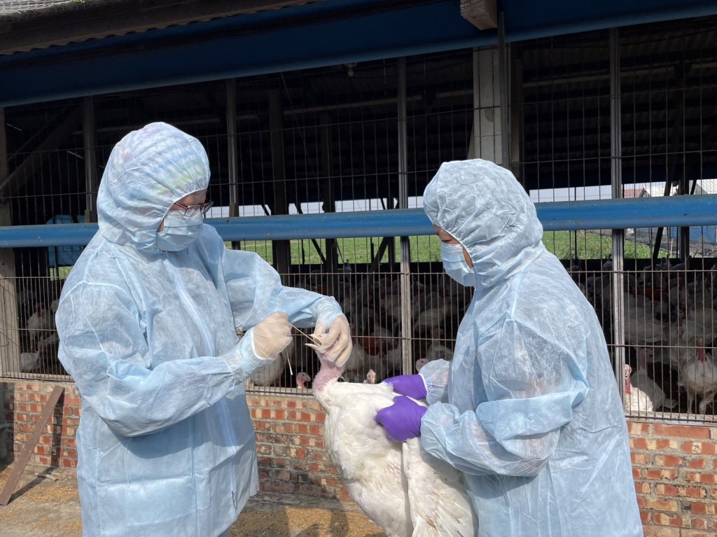 禽場全面防範禽流感 動保處加強禽流感強化防疫措施