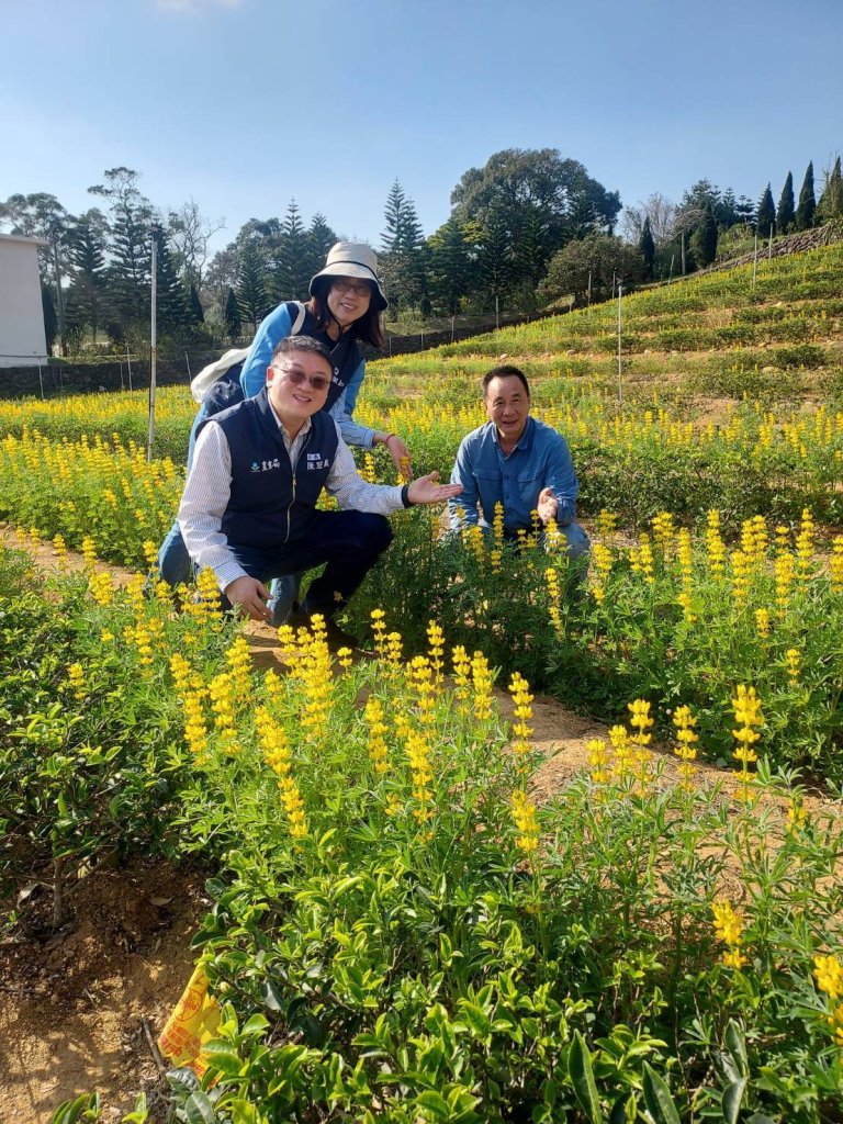 浪漫黃金花海閃耀大北坑 桃園魯冰花季花況盛開