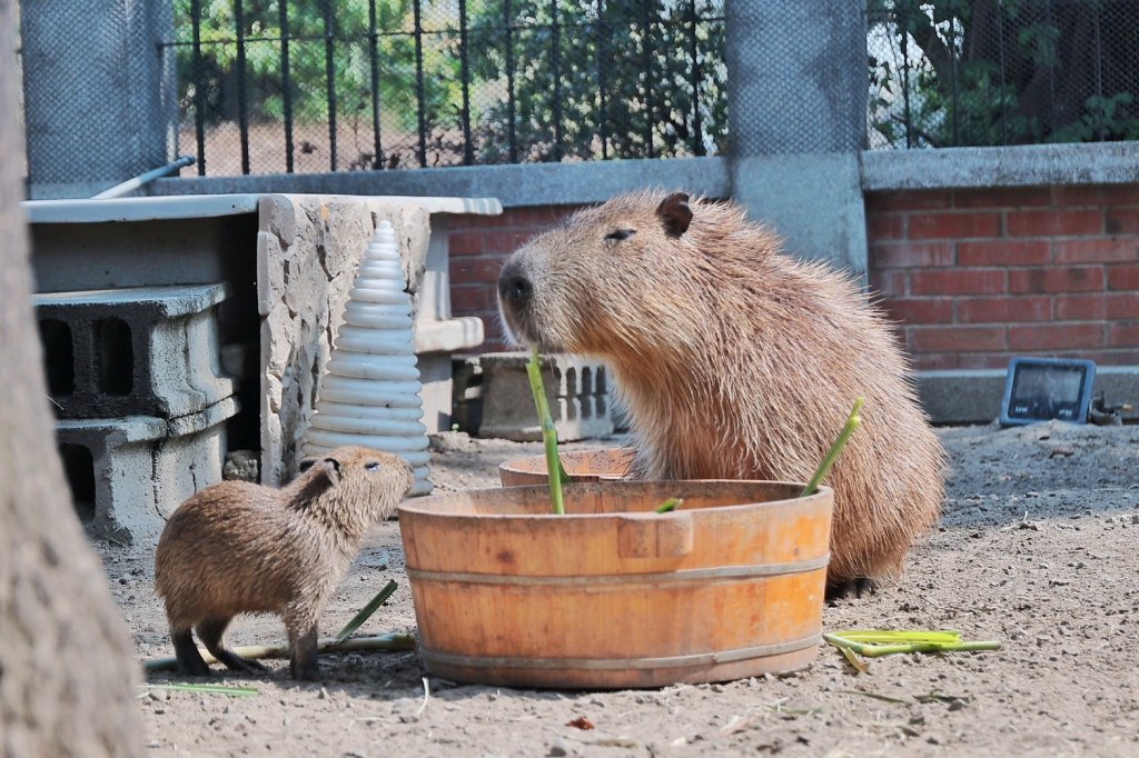 水豚寶寶「糯米」安平報到 228連假來臺南看水豚、跟卡比胖拉拍照、拿限定小提燈