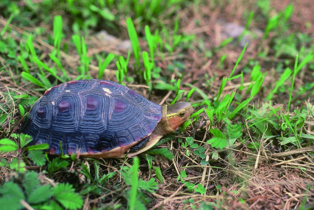 守護保育柴棺龜及食蛇龜領「生態薪水」！桃竹兩場說明會3月登場，教你如何邊務農邊領獎金