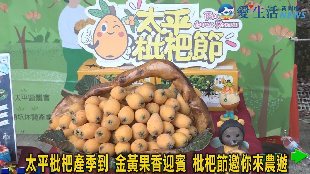 太平枇杷上市！2026枇杷節登場 邀民眾春遊嚐「黃金果」