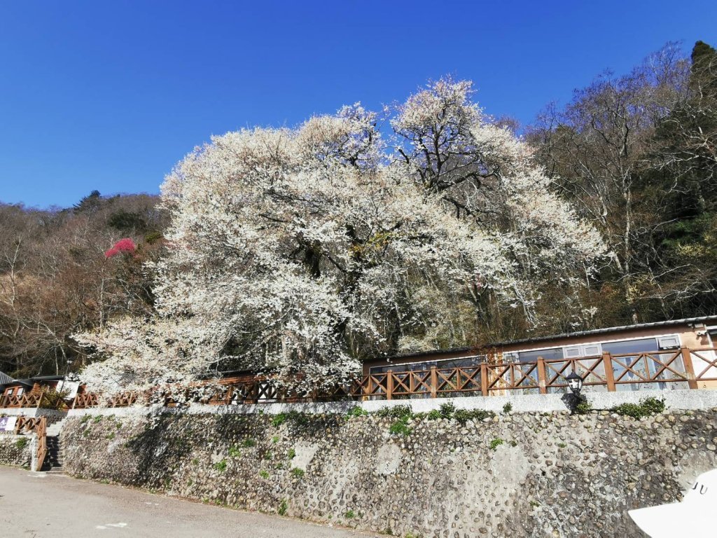 觀霧霧社櫻王報春訊｜清明連假走進觀霧步道賞花趣
