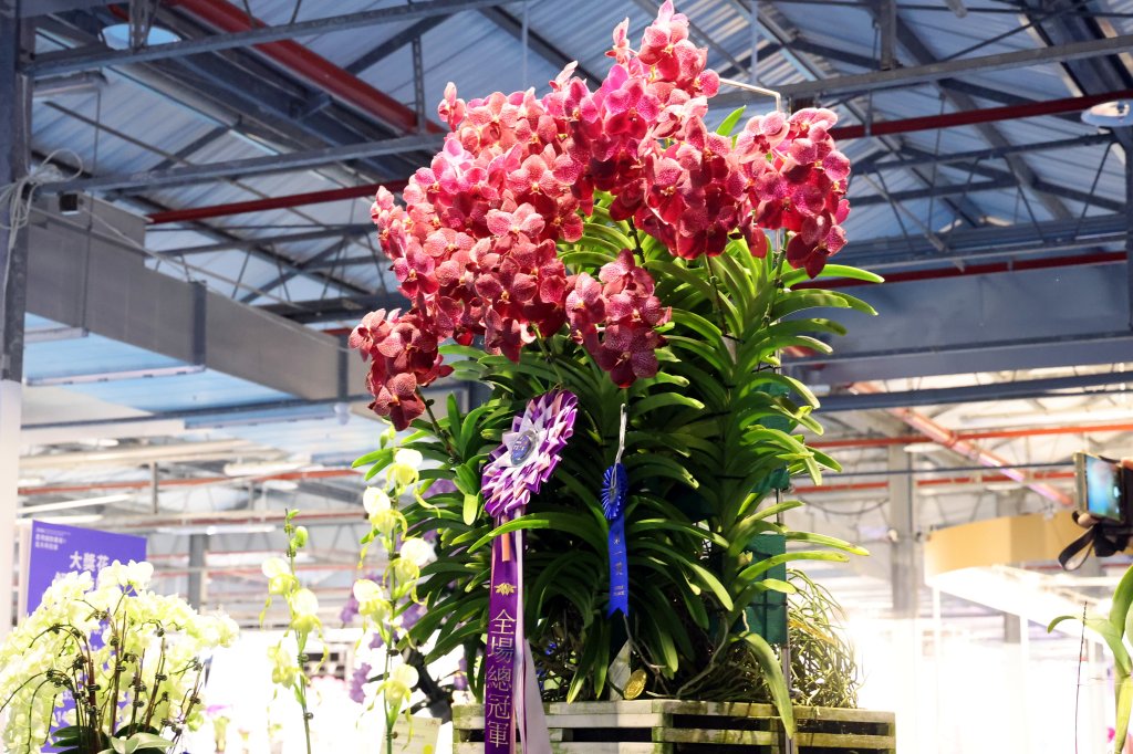 2026臺灣國際蘭展看大獎花！萬代蘭奪全場總冠軍 