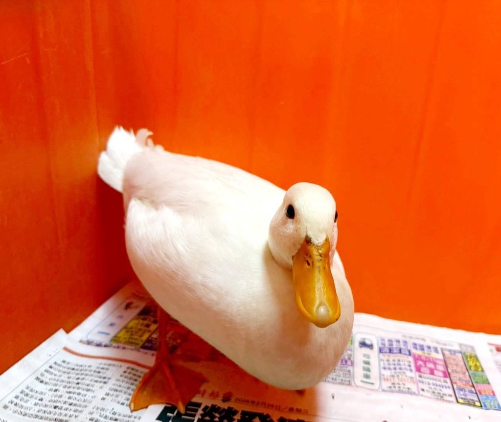 鬃獅蜥、球蟒、柯爾鴨 桃園市第一季非犬貓特寵認養3/14開跑 