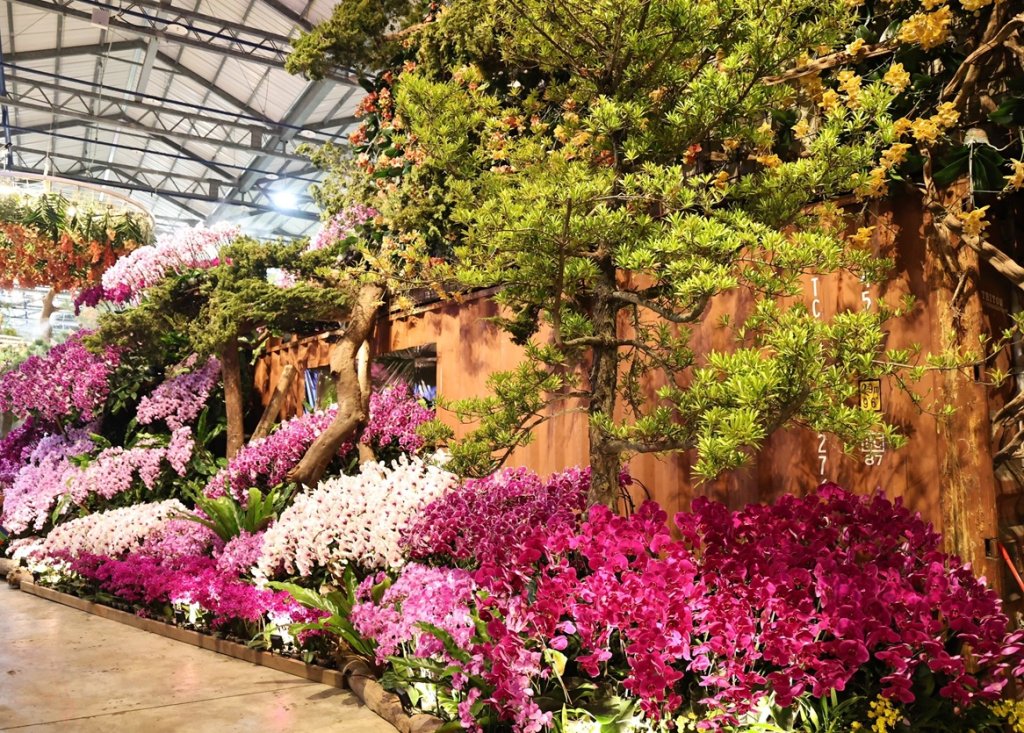 2026臺灣國際蘭展倒數計時 台南玫瑰、木棉、蜀葵接力綻放