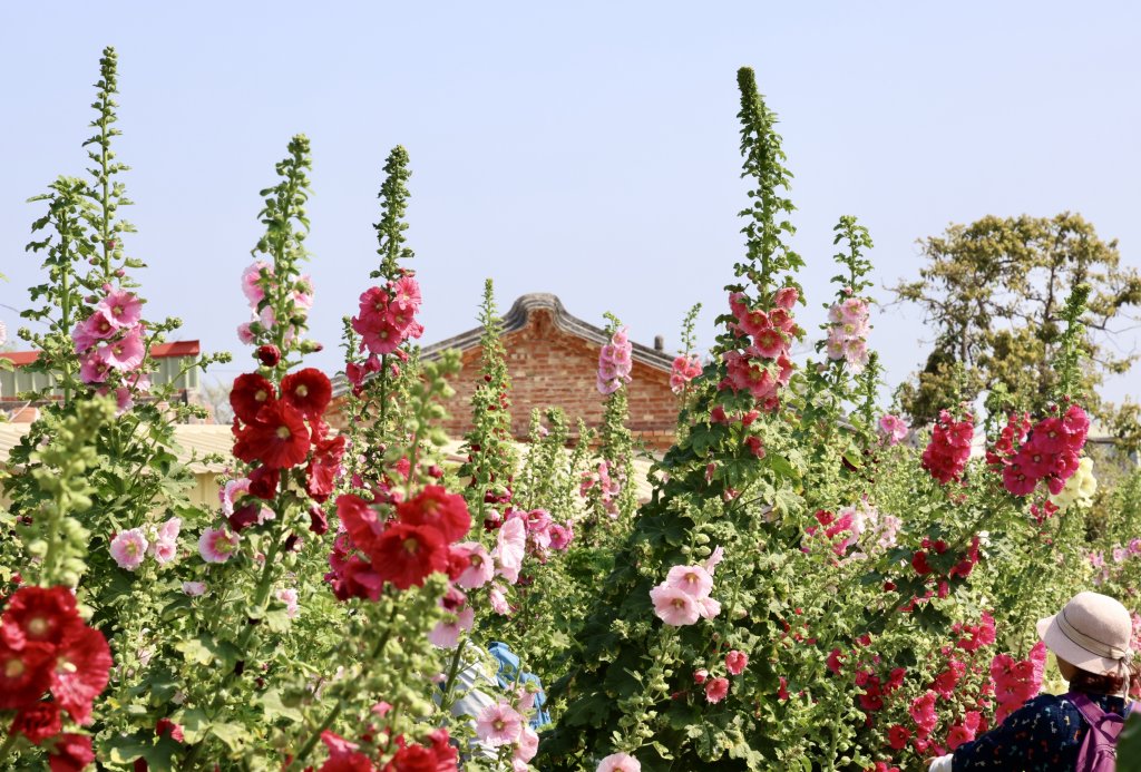 2.6公頃五彩花毯繽紛綻放 遊客漫步學甲蜀葵花海