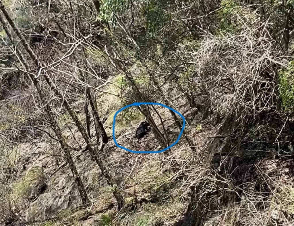 山友們注意! 大鹿林道東線9.5 K處臺灣黑熊出沒 