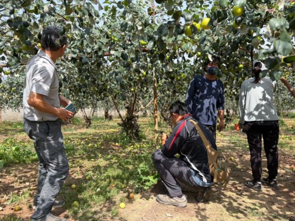 2-3月霪雨致災 棗農損救助受理申報