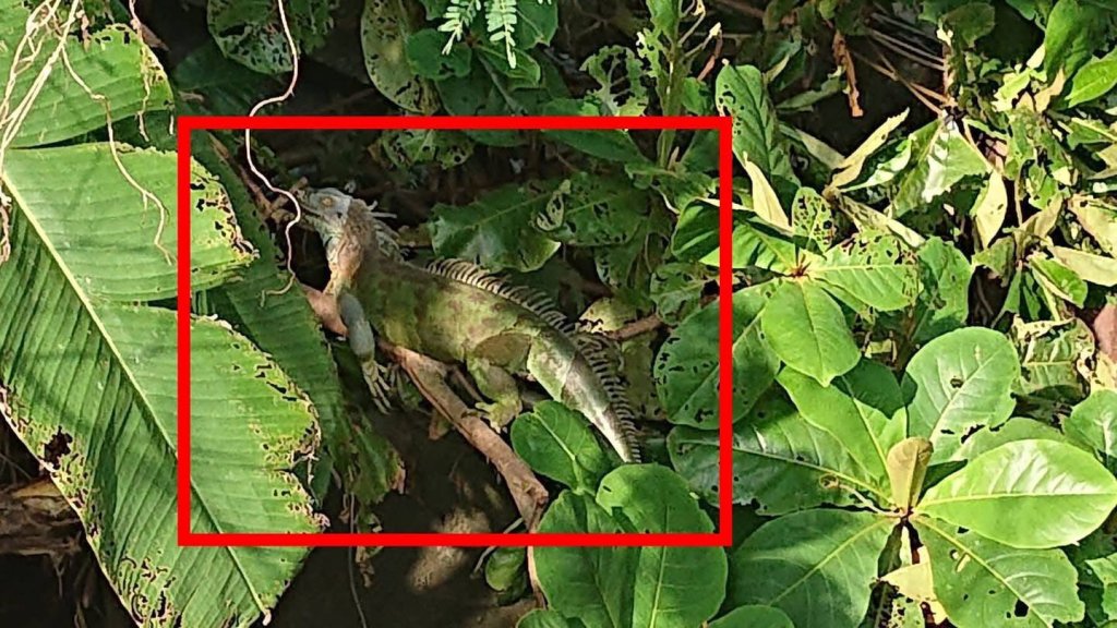 綠鬣蜥入侵臺南數量暴增2.5倍！陳亭妃促成中央成立應變小組 鎖定台南熱點區域精準移除