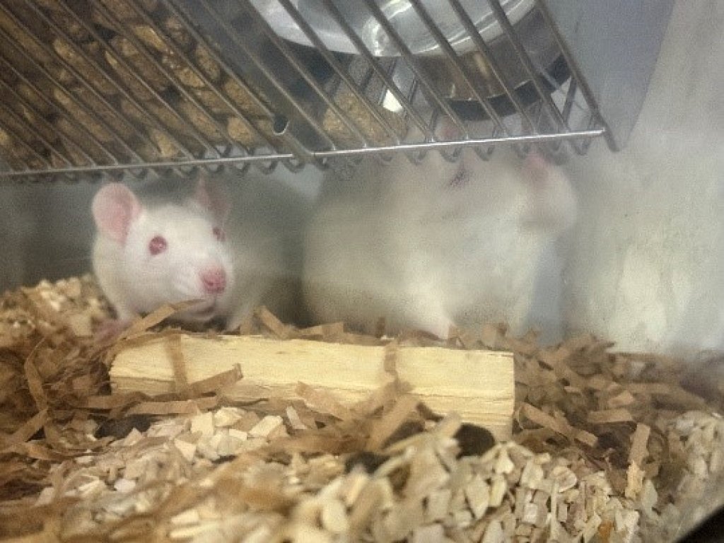 苗栗縣啟動實驗動物機構年度大稽查｜ 動物福祉落實無死角