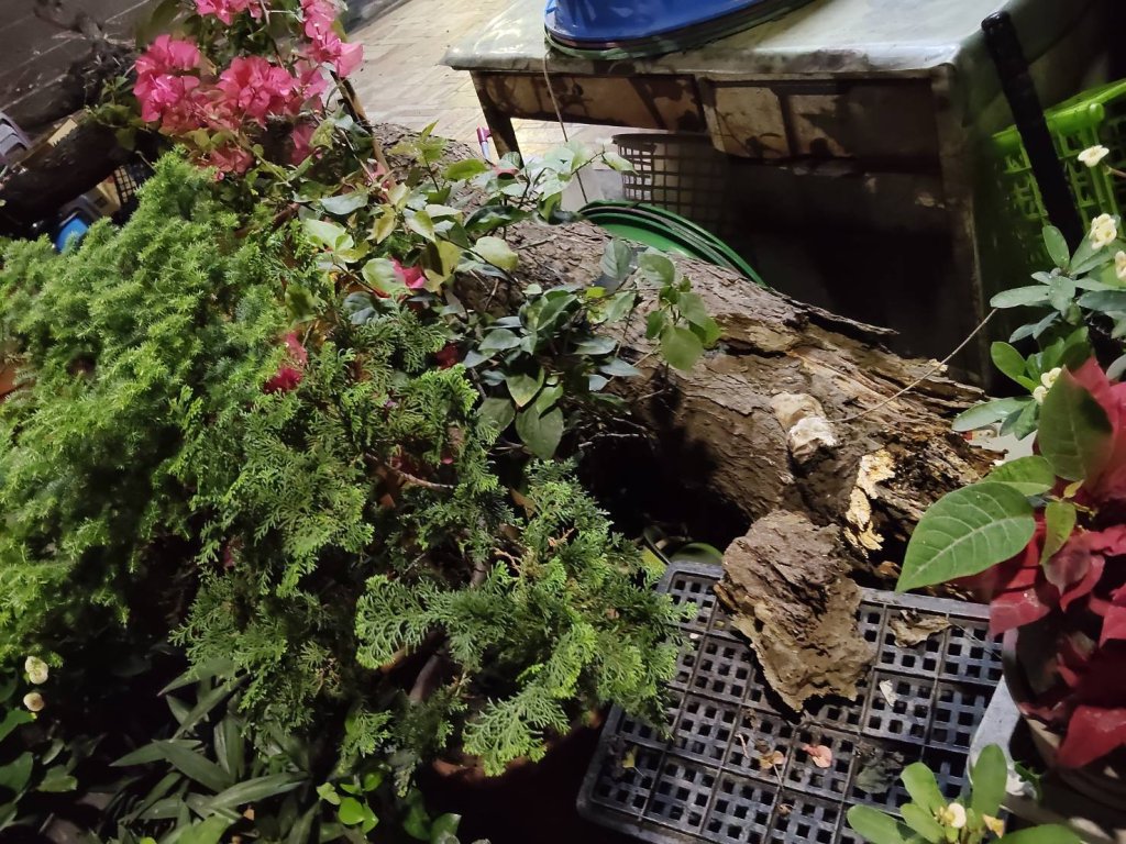 東區公所啟動危險樹木移除 強化通行安全避免路樹突然倒塌