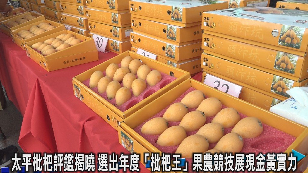 太平枇杷節登場選出年度「枇杷王」 枇杷盛產邀民眾嚐鮮