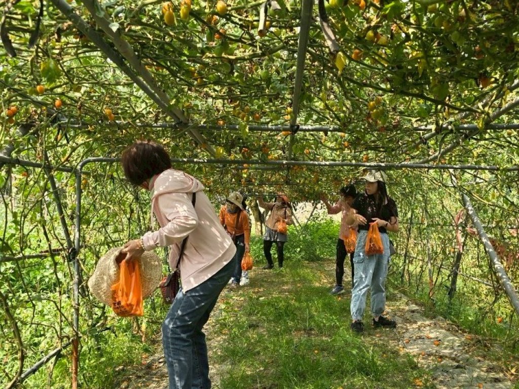 2026螢光花泉季 漫遊之旅3/31搶先開放報名 楠西賞花泡湯感受幸福氛圍