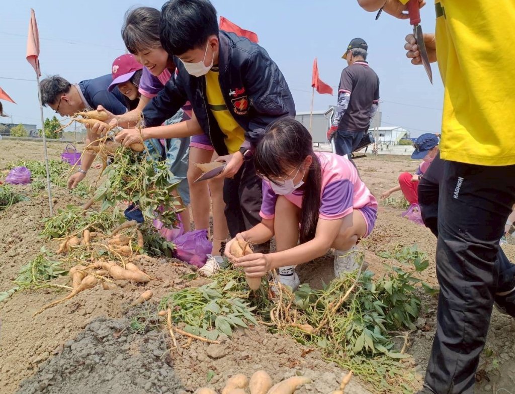 學童挖出節氣美味 南市永康國小食農體驗 從產地到餐桌認識地瓜 