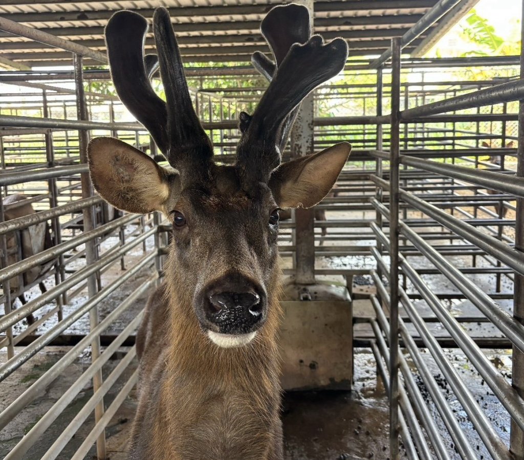春末鹿茸正當時 臺南市農業局推安心選購國產鹿茸