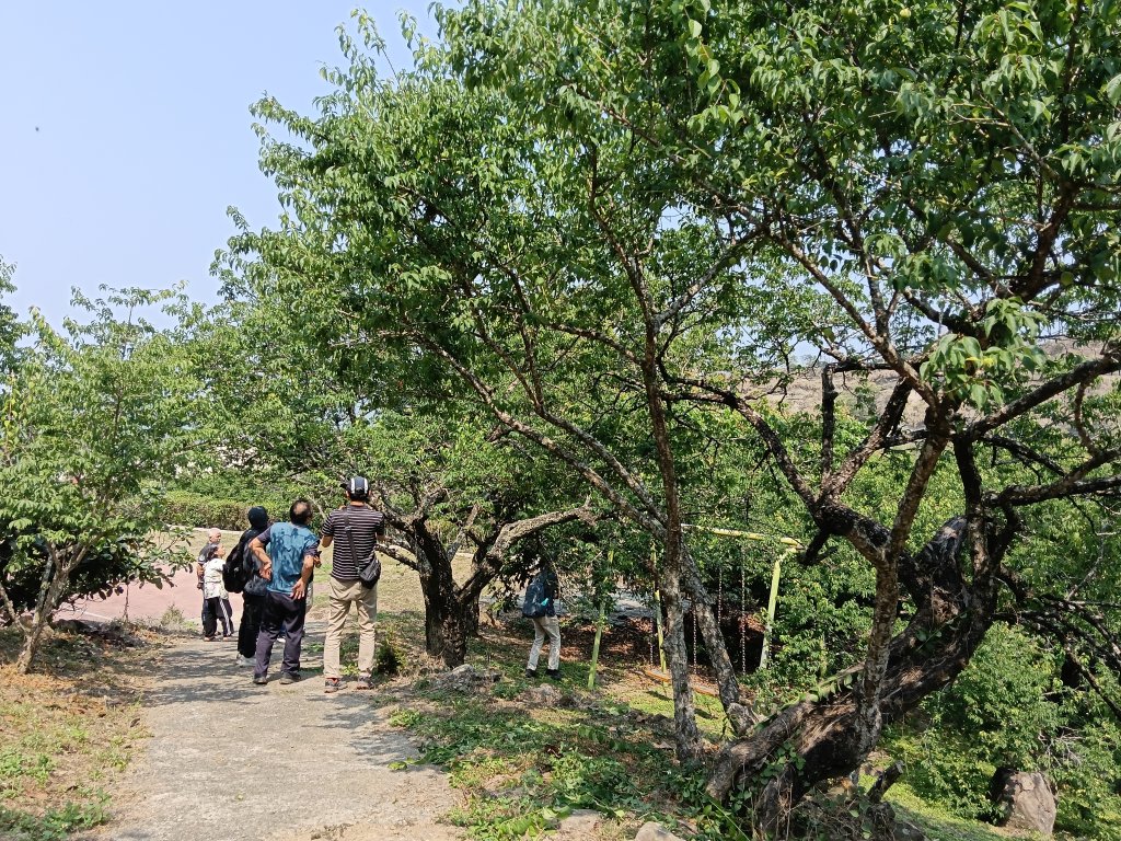 臺南市楠西區梅乾旱災損4/2起開始辦理現金救助申請