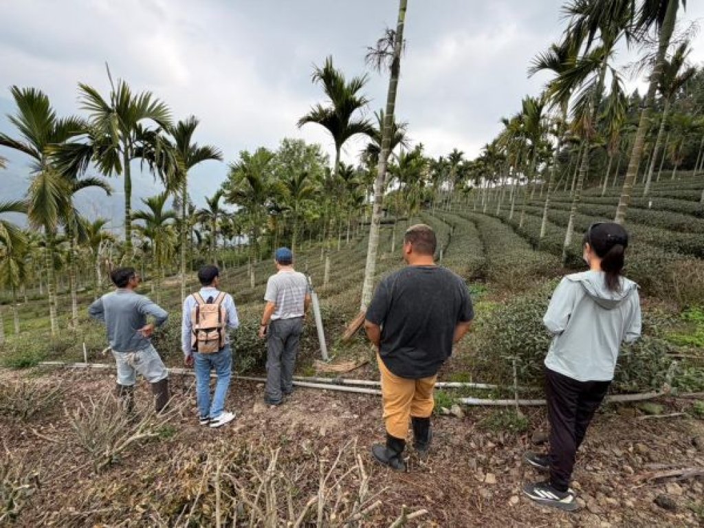   1-2月乾旱(遲發性)致災 茶農損救助即日起受理