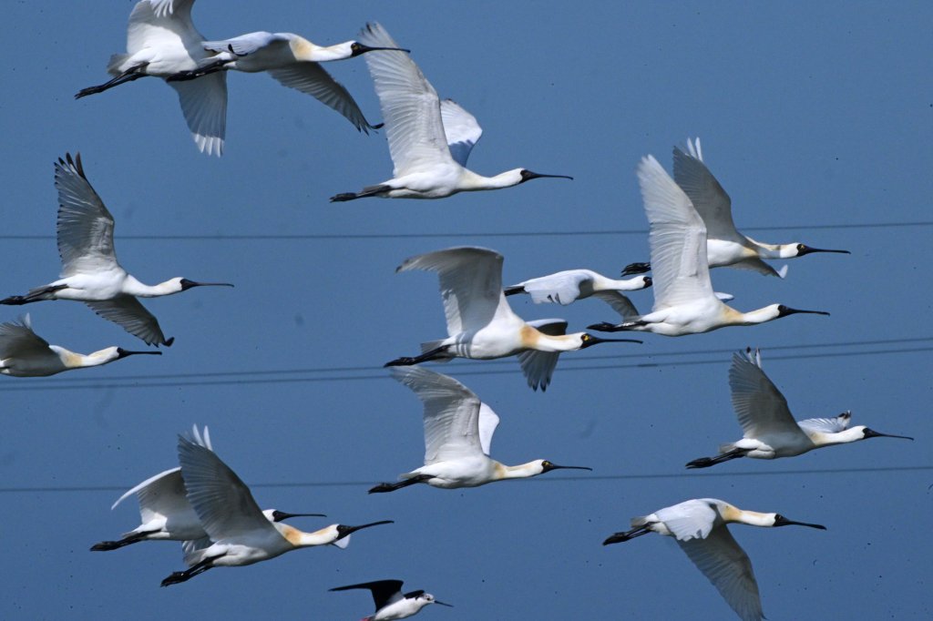 全臺黑琵數量創新高 農業局公私協力營造良好棲地環境