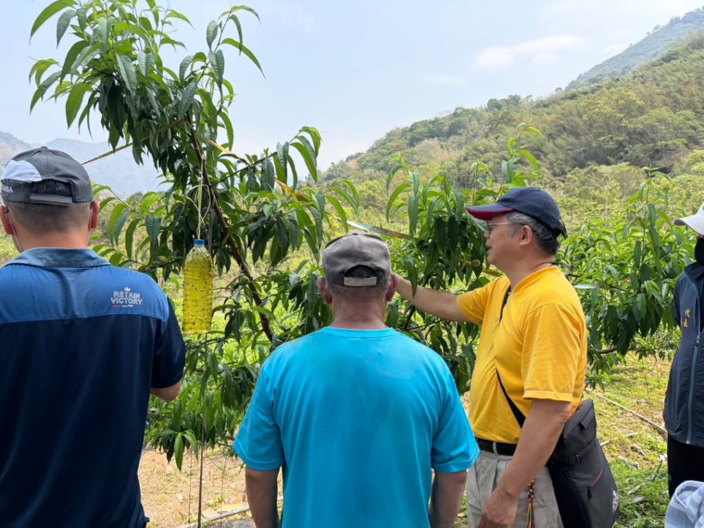  1-2月乾旱(遲發性)致災 那瑪夏區水蜜桃農損救助即日起受理