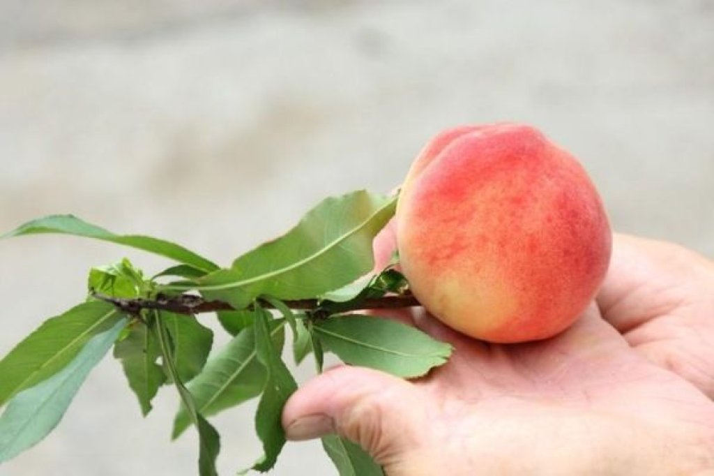  2026那瑪夏賞螢暨水蜜桃季登場   邀民眾走進民生休區體驗生態農遊