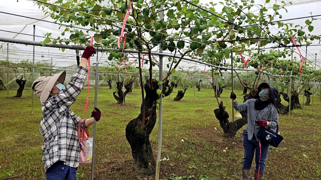 臺南棗保險開始受理投保 打造農業抗災安全網
