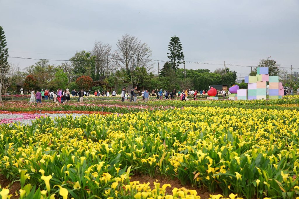 桃園彩色海芋季落幕 17天湧120萬人次朝聖