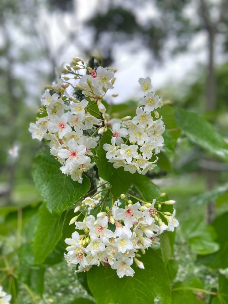 大湖薑麻園客庄小旅行登場｜結合健行與農事體驗  邀民眾漫遊山林