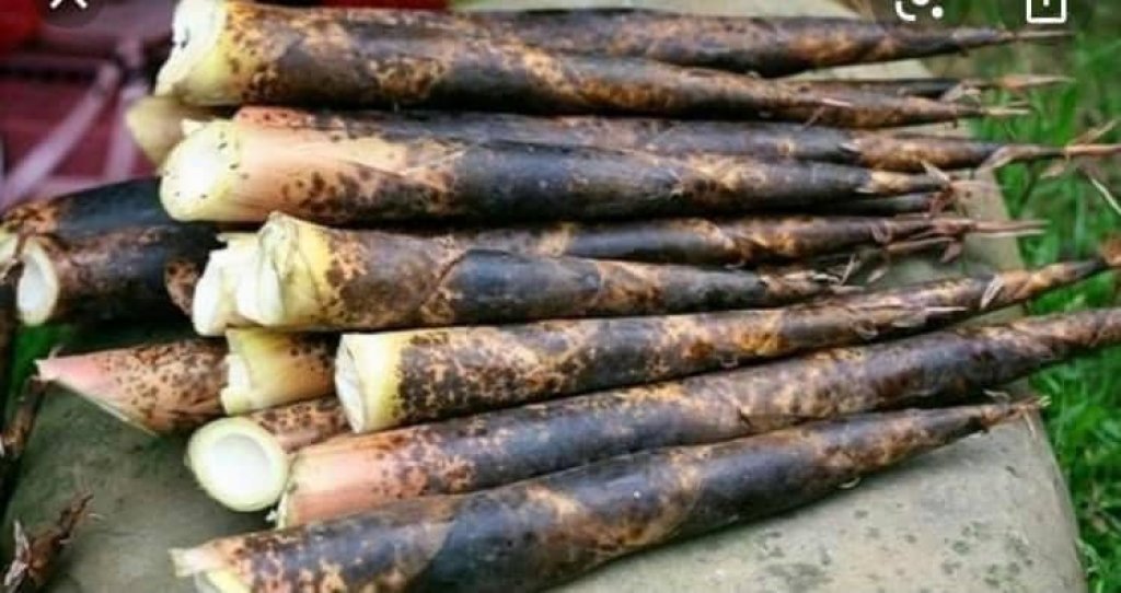 跟著獵人採筍去！苗栗原鄉部落體驗活動5月1日登場  報名看這裡~