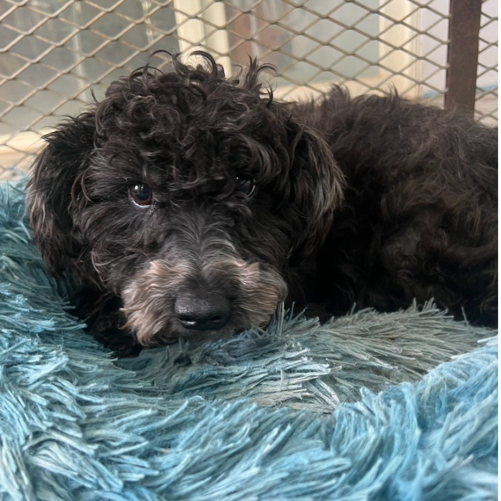 苗栗動保園區4月28日辦認養活動｜10隻毛孩等您帶回家