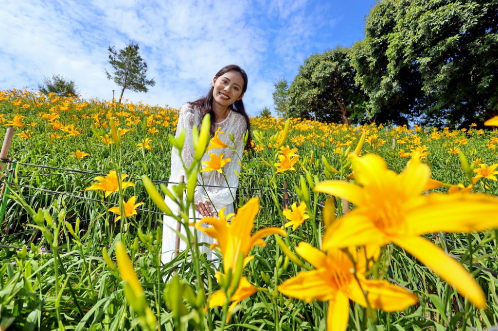 20萬株金針花海綻放彰化虎山巖！  五一連假與母親節賞花首選