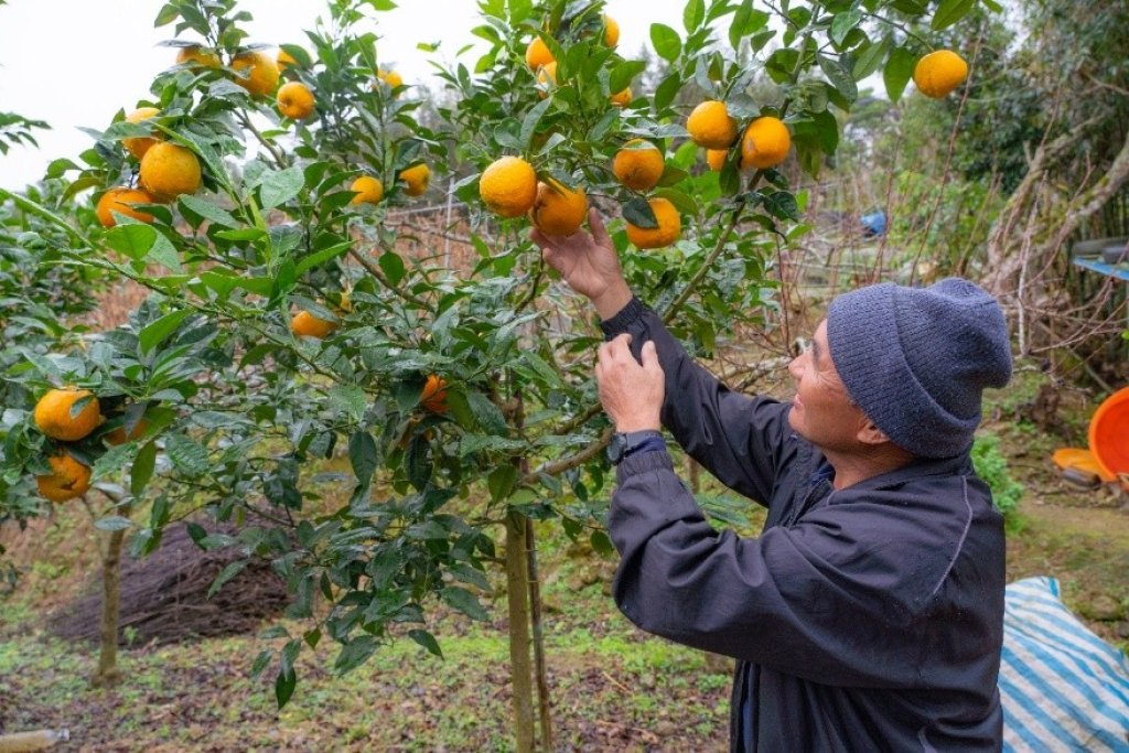 南庄橙復育有成登國際舞台｜果醬勇奪世界大賽5金8銀創新高