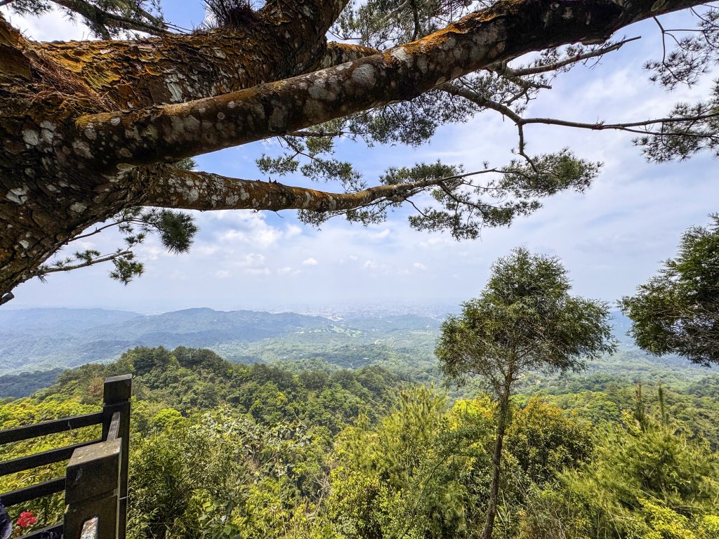 【漫步台中後花園】在大坑4號步道遇見閒適：松林下的清涼亭與愜意回程