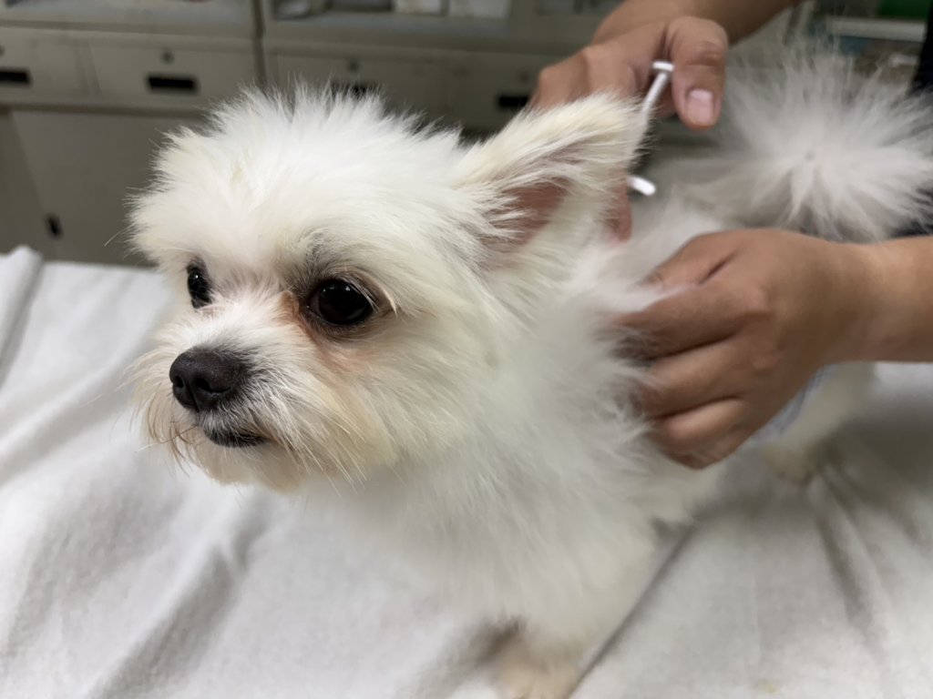 不絕育恐挨罰！臺南推動犬貓絕育補助 守護毛孩健康、降低流浪機率