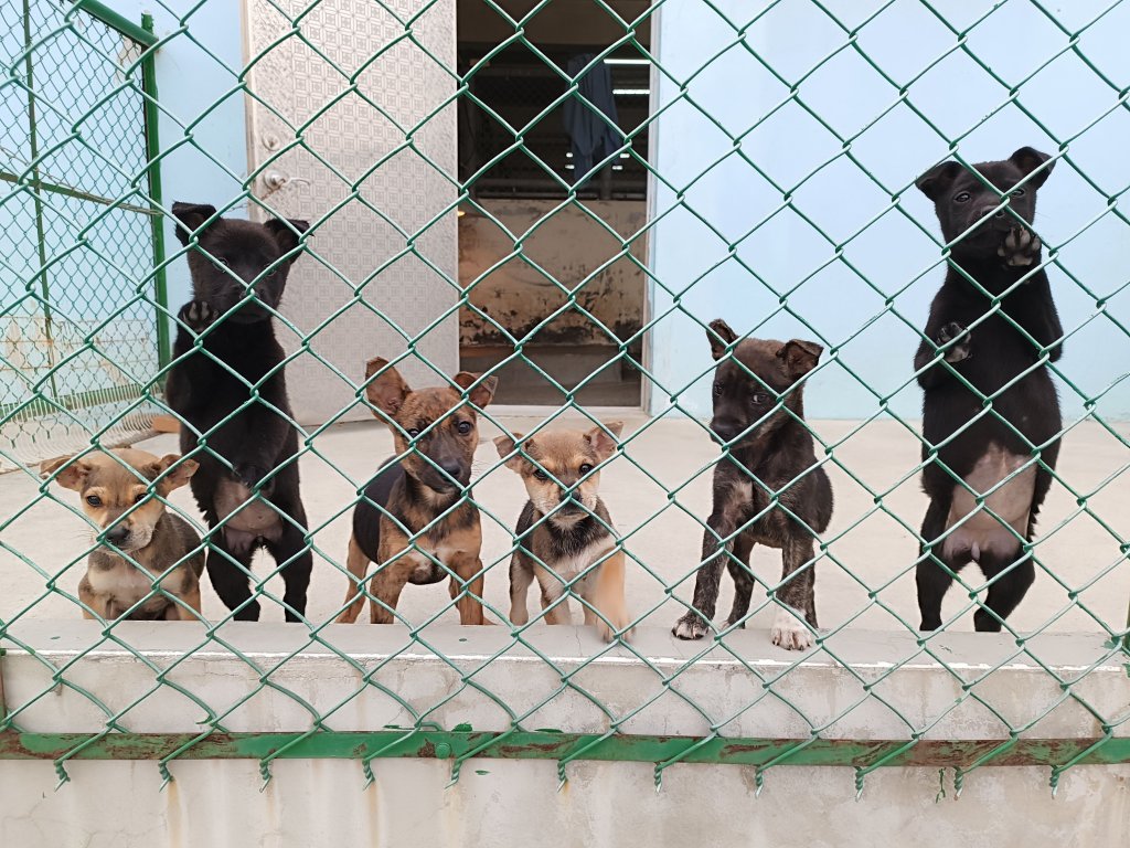 苗栗動保園區推認養與完善照護｜15隻毛孩成功找到新家