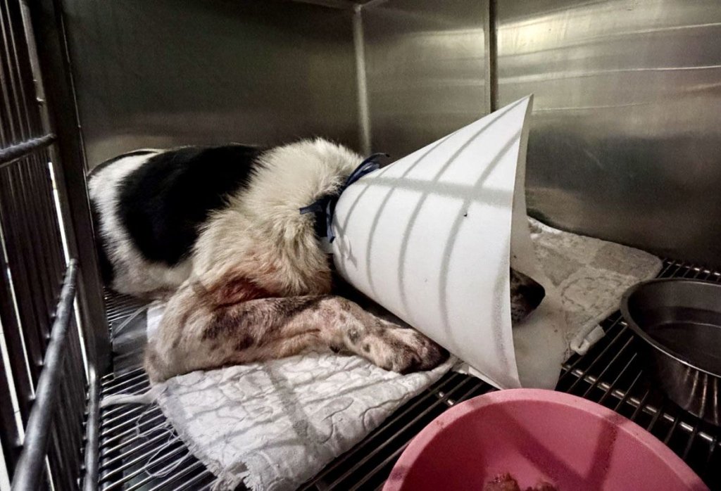 三義弓箭傷犬案嫌犯落網｜ 動防所赴醫院關心犬隻傷勢並追蹤術後狀況