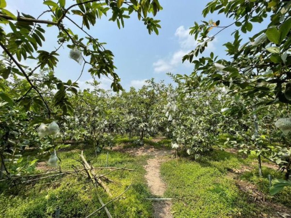   高雄芭樂鮮甜登場  全聯限時優惠開跑