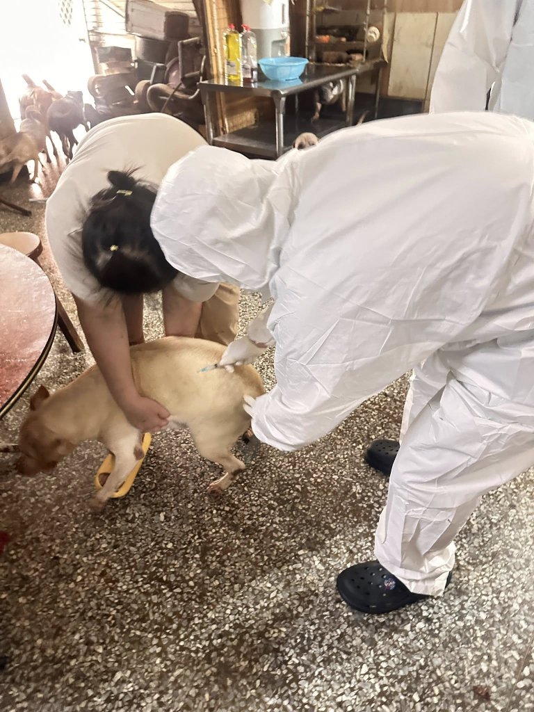 強化狂犬病防疫與飼養管理｜苗栗動防所前進三義狗場  辦理防疫措施